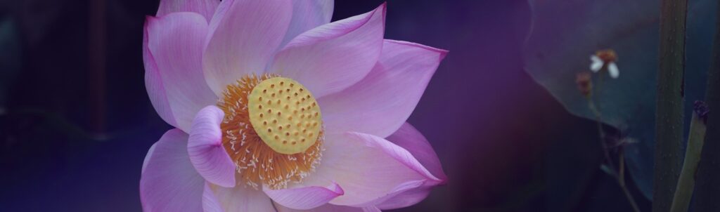 Pixabay Lotus featured